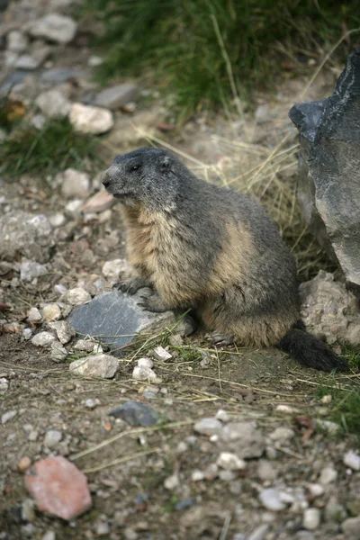 Marmota alpina, Marmota marmota — Foto de Stock