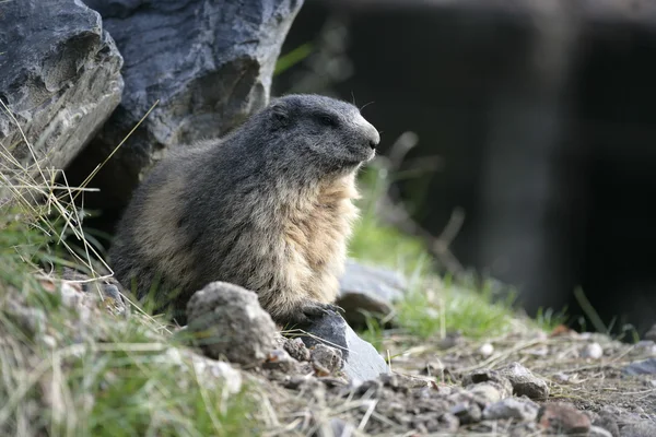Marmota alpina, Marmota marmota —  Fotos de Stock