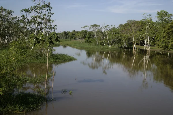 Amazon river — Stock Photo, Image