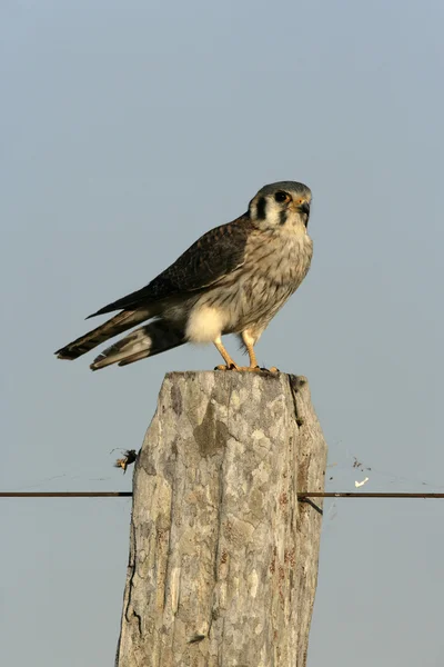 Kestrel americano, Falco sparverius — Fotografia de Stock