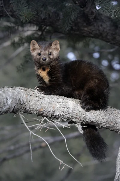 Amerikanischer marder, martes americana, — Stockfoto