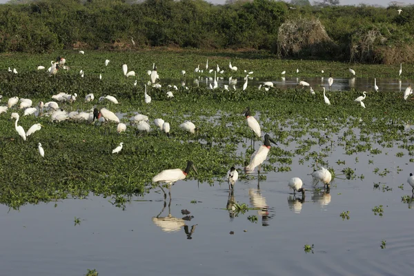 American wood-stork, Mycteria americana — Stock Photo, Image