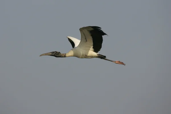 Amerikansk ibisstork, mycteria americana — Stockfoto