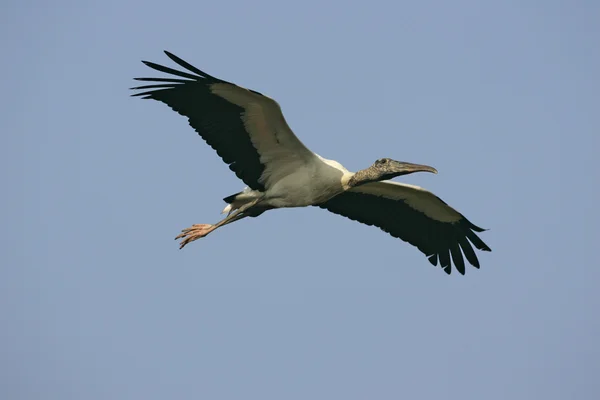 Amerikansk ibisstork, mycteria americana — Stockfoto