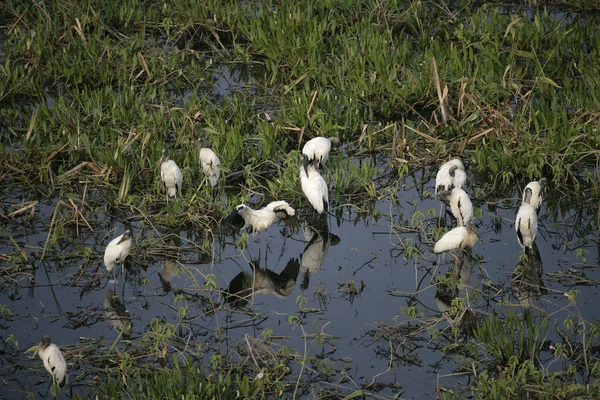 Cegonha-americana, Mycteria americana — Fotografia de Stock