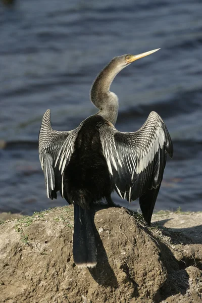 Anhinga, Anhinga anhinga — Foto de Stock