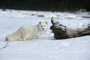 Kutup tilkisi, alopex lagopus