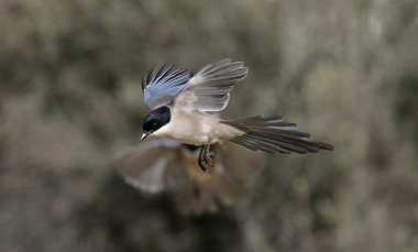 Azure kanatlı Saksağan, cyanopica cyana