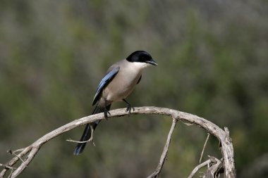 Azure kanatlı Saksağan, cyanopica cyana