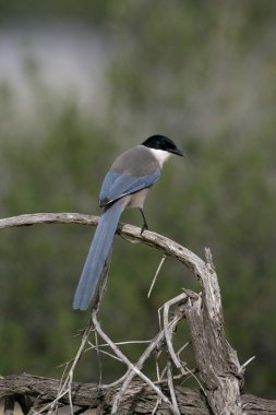 Azure kanatlı Saksağan, cyanopica cyana