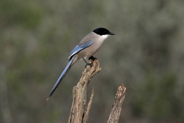 Azure kanatlı Saksağan, cyanopica cyana