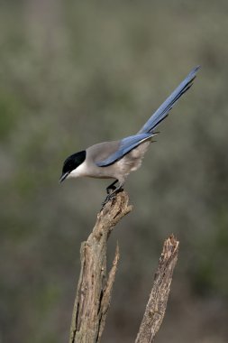 Azure kanatlı Saksağan, cyanopica cyana