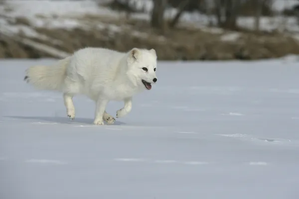 Arctic fox, opus pex — стоковое фото