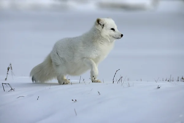 Arctic fox, opus pex — стоковое фото