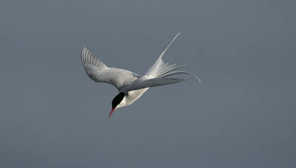 Arctic tern, Sterna paradisaea — Stock Photo, Image