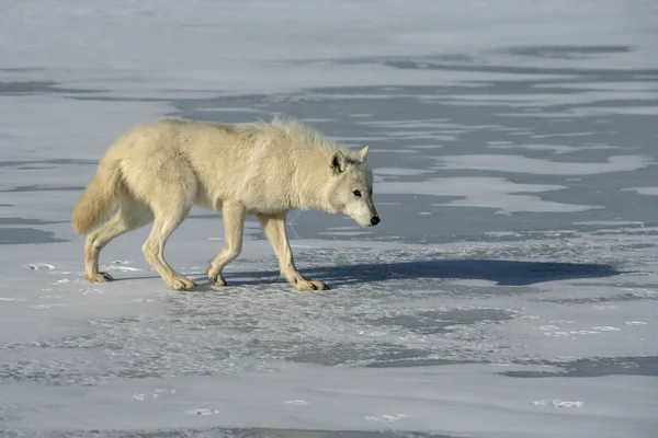 Lobo ártico, Canis lupus arctos — Fotografia de Stock