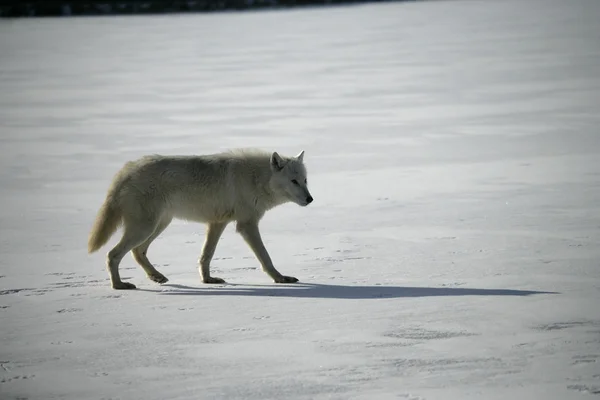 Arctic wolf, Canis lupus arctos — Stock Photo, Image