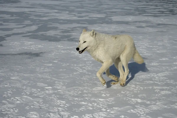 Lobo ártico, Canis lupus arctos — Fotografia de Stock