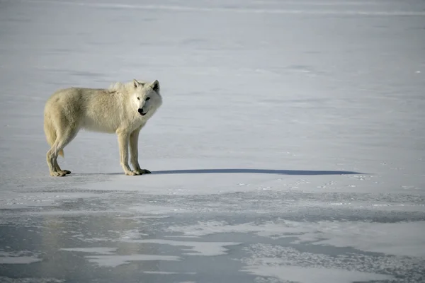 Sarki Farkas, Canis lupus arctos — Stock Fotó