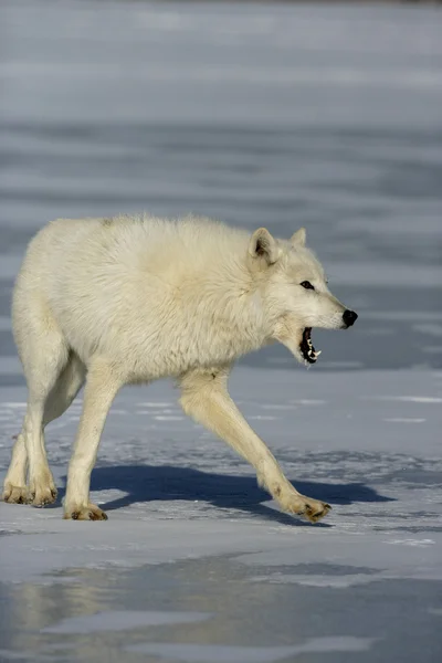 Lobo ártico, Canis lupus arctos — Fotografia de Stock