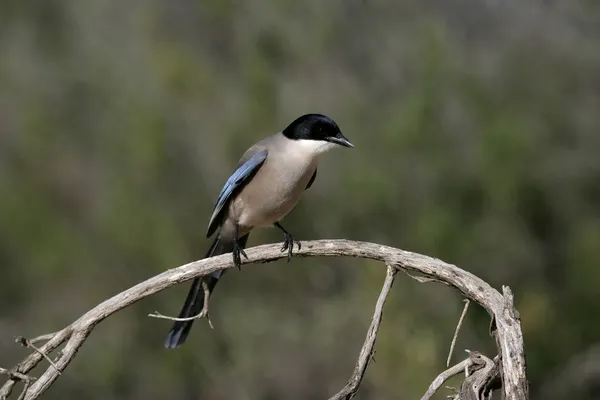 Azure 날개 까치, Cyanopica cyana — 스톡 사진