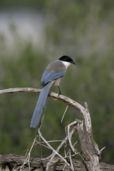 Blauwe ekster, cyanopica cyanus — Stockfoto