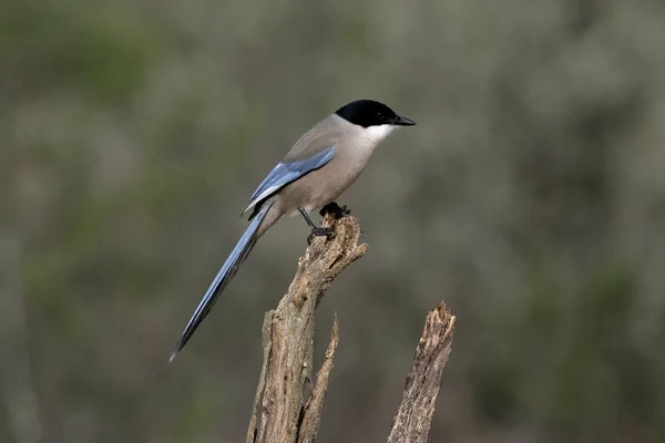 Blauwe ekster, cyanopica cyanus — Stockfoto