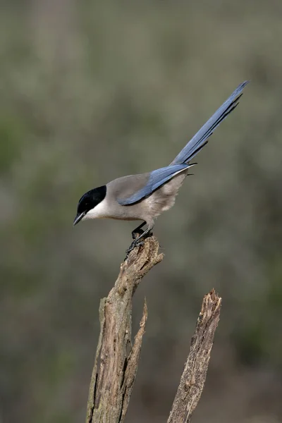 Azure-winged magpie, Cyanopica cyana — Stock Photo, Image