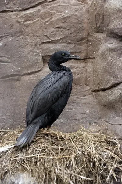 Bank cormorant, Phalacrocorax neglectus — Stock Photo, Image