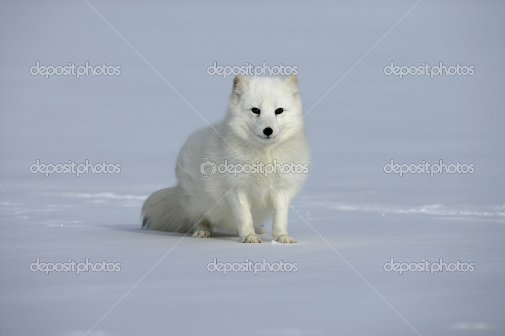 Arctic Fox Alopex Lagopus Stock Photo C Mikelane45 33318327