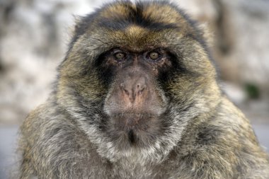 Barbary ape veya makak, macaca sylvanus