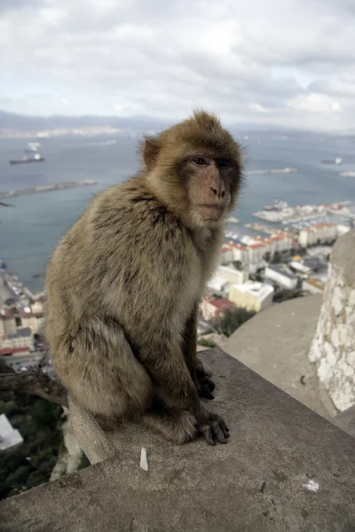 Barbary ape lub Makak, macaca sylvanus — Zdjęcie stockowe