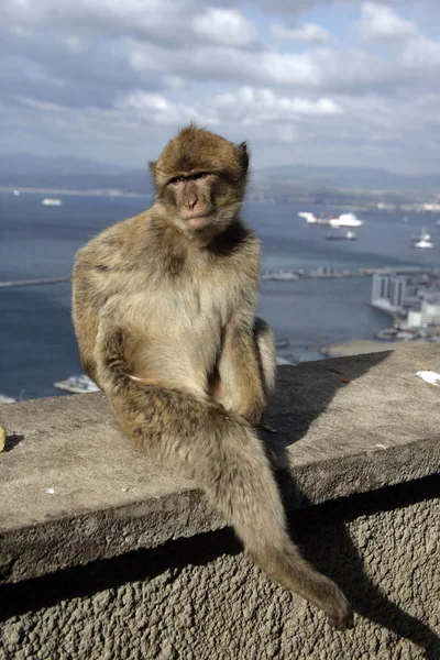 Barbary ape lub Makak, macaca sylvanus — Zdjęcie stockowe