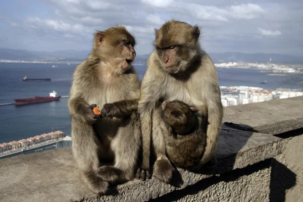 Mono berberiscos o macacos, Macaca sylvanus — Foto de Stock