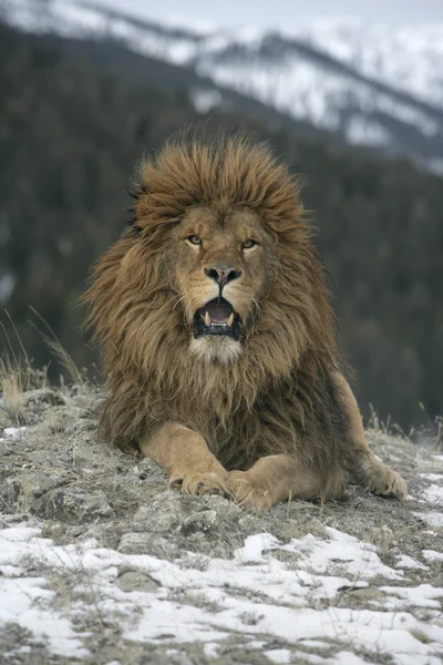 León berberisco, Panthera leo leo — Foto de Stock