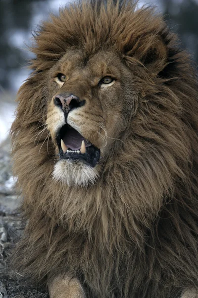 Barbary lion, Panthera leo leo — Stock Photo, Image