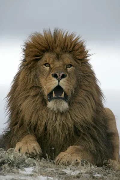 León berberisco, Panthera leo leo — Foto de Stock