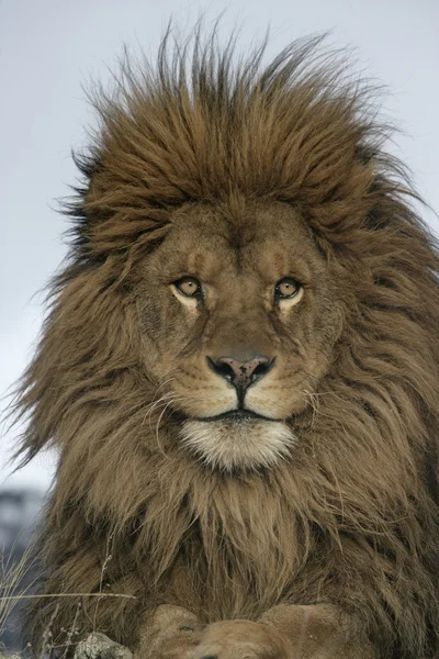 Leão bárbaro, Pantera leo leo leo — Fotografia de Stock