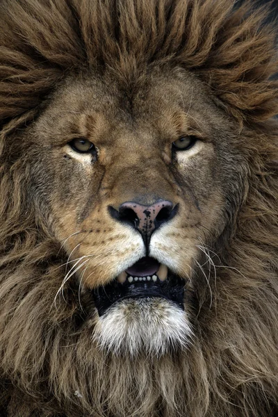 León berberisco, Panthera leo leo — Foto de Stock