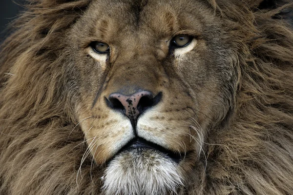 Leão bárbaro, Pantera leo leo leo — Fotografia de Stock