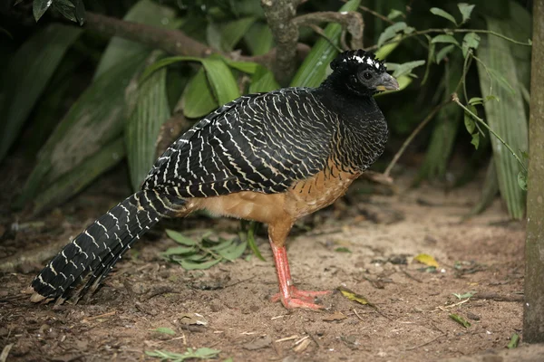 面对光秃的 cusassow，crax fasciolata — 图库照片