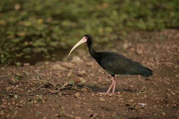 Ibis de rosto nu, Phimosus infuscatus berlepschi — Fotografia de Stock