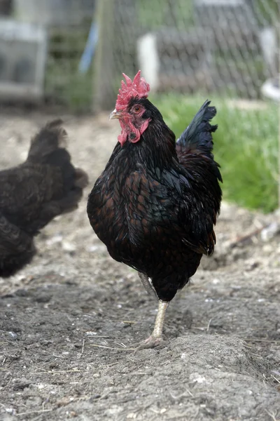 Barnevelder minyatür, — Stok fotoğraf