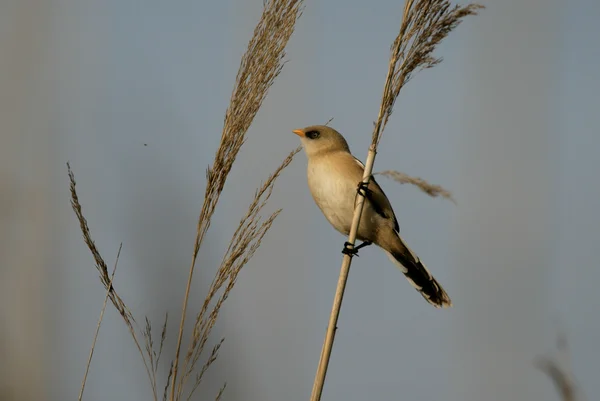 Reedling barbudo, Panurus biarmicus — Fotografia de Stock