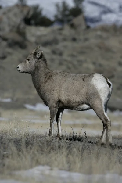 Big horn sheep, Puma concolor — Stock Photo, Image