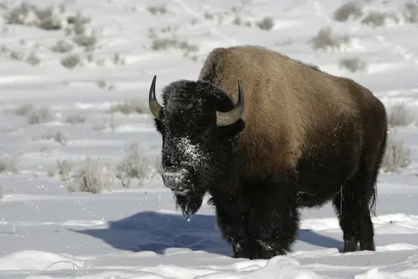 Bison, Bison bison, — Stock Photo, Image