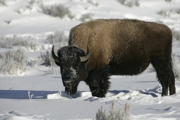 Bison, Bison bison, — Stock Photo, Image