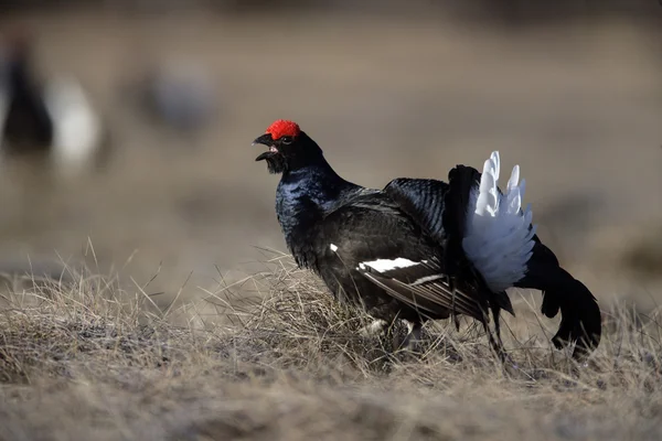 Grouse preto, tetrao tetrix , — Fotografia de Stock