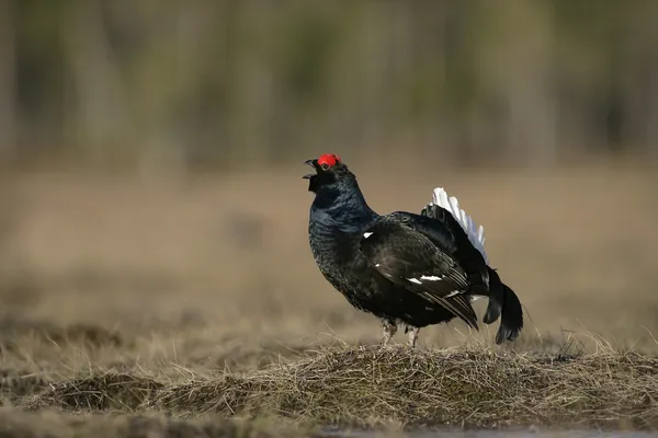 Black grouse, Tetrao tetrix, — Stock Photo, Image