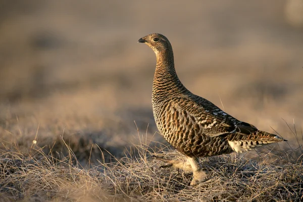 Black grouse, Tetrao tetrix, — Stock Photo, Image